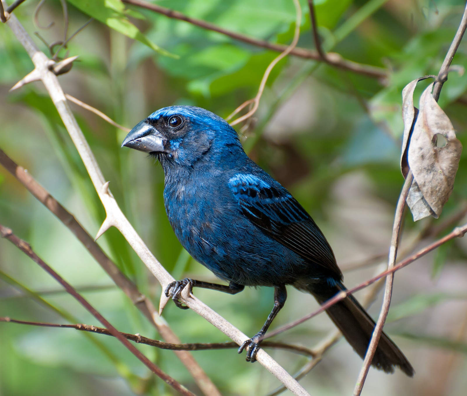 image Ultramarine Grosbeak